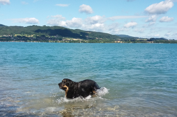 attersee-2017